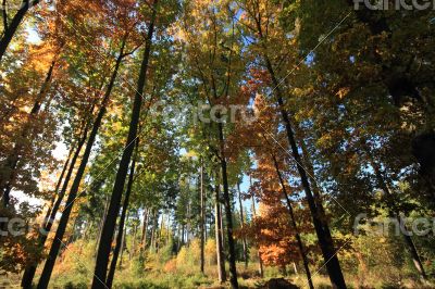 autumnal forest