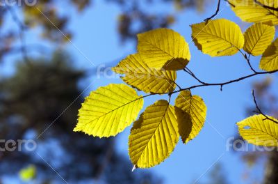 Autumn leaves 