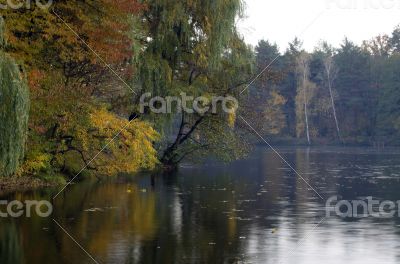 golden autumn on the lake. everything was yellow in the fall.