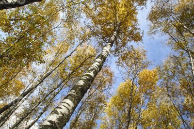 Autumn trees with yellow leaves against the sky