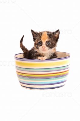 Calico Kitten in a Bowl