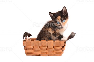 Calico Kitten in a Basket
