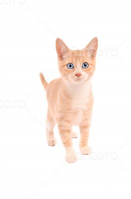 Orange Tabby Standing