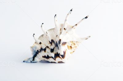 Marine sea shell in a studio setting against a white background 