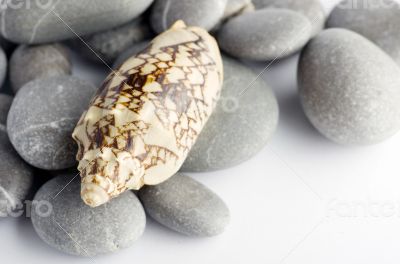 Natural spa elements- seashell with starshell and stones on whit