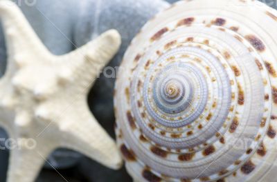 Natural spa elements- seashell with starshell and stones on whit