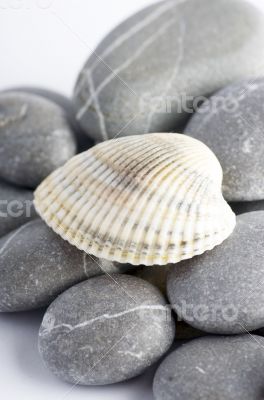 Natural spa elements- seashell with starshell and stones on whit