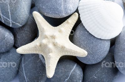 Natural spa elements- seashell with starshell and stones on whit