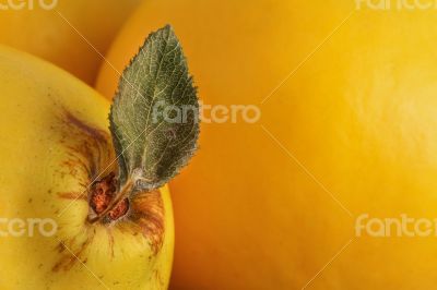 Quince Macro