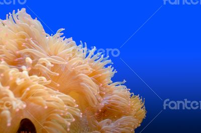Anemones, organism of the sea.