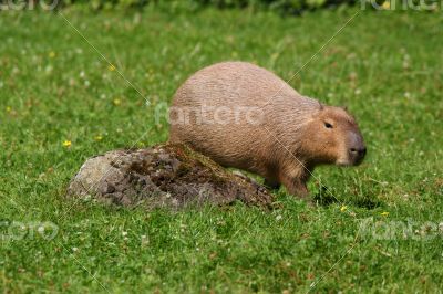 Capybara