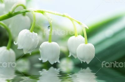 Close up of Lily of the valley
