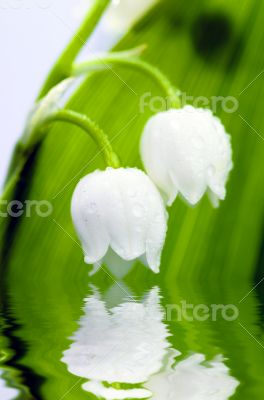Close up of Lily of the valley