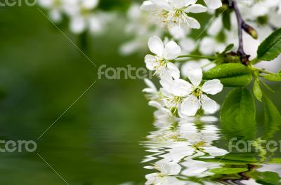 Cherry blossom closeup over natural background