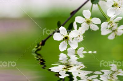 Cherry blossom closeup over natural background