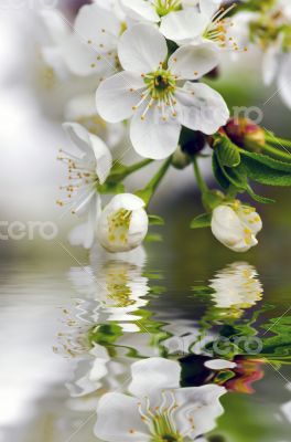 Cherry blossom closeup over natural background