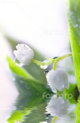 Close up of Lily of the valley