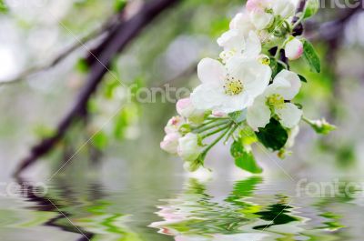 apple blossoms