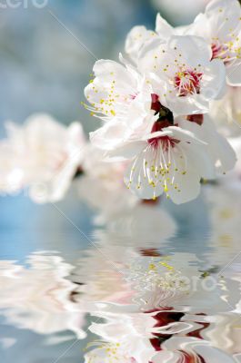 Spring apricot flower over pink background 