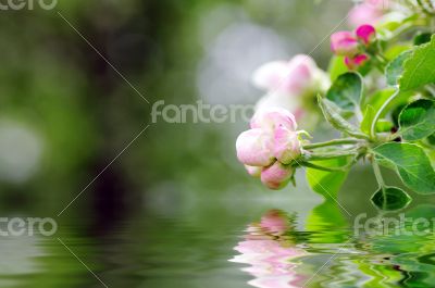 picture of apple flower close-up