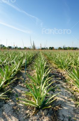 Crop of aloe vera plants
