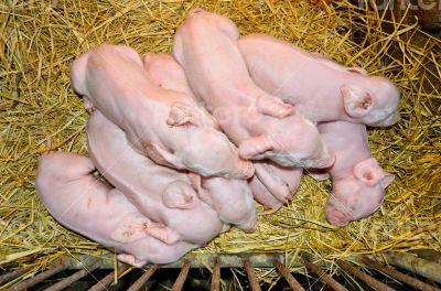 Newborn piglets sleeping on straw