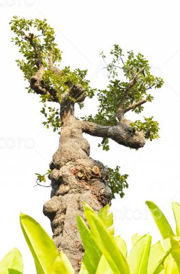 Exotic tree isolated on white