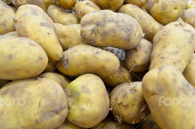 Raw potato tubers