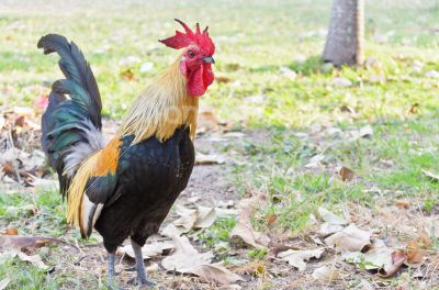 Bantam Thailand (poultry)