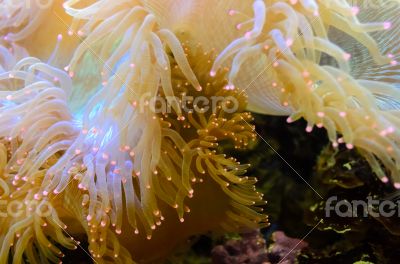 Anemones, organism of the sea.