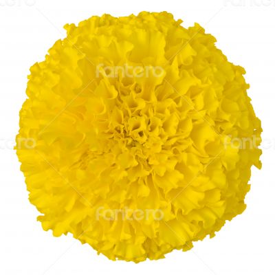 Yellow Marigold flower isolated on white