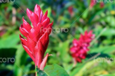 Alpinia, Red Ginger flower