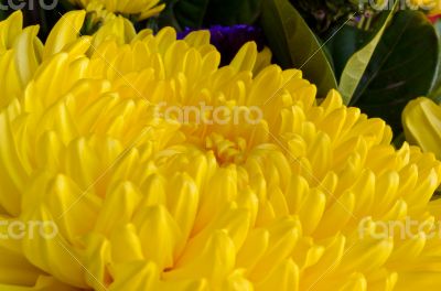 Yellow chrysanthemum flower