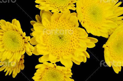 Yellow flowers isolated on black