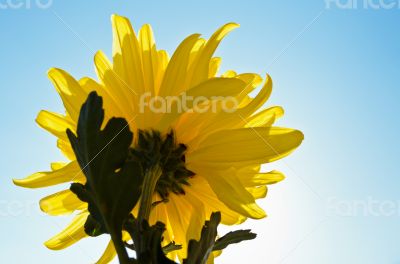 Yellow chrysanthemum flower