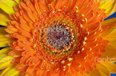 Orange gerbera flower