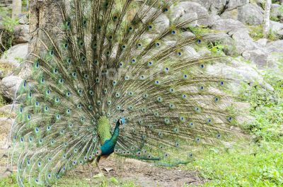 Male peacock display