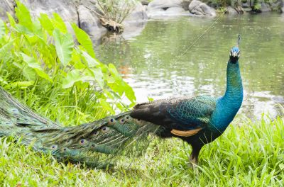 Male peacock