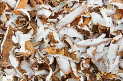 Surface of the coconut