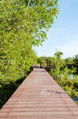 Wood bridge in mangroves