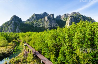 Education mangroves forest