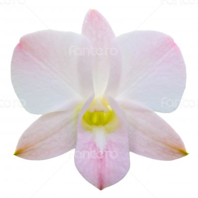 One orchid flower isolated on white