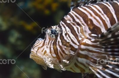 Lionfish, Beautiful sea fish