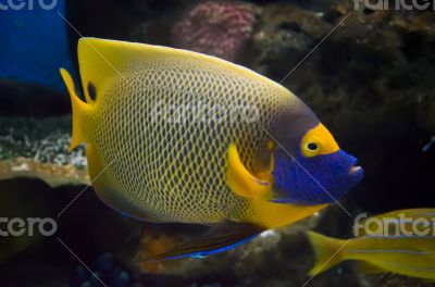 Beautiful Angel Fish in the sea