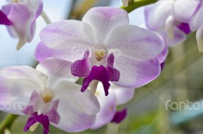 Dendrobium orchid hybrids is white and pink