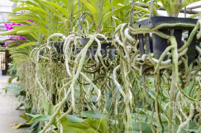 Orchid roots in pot