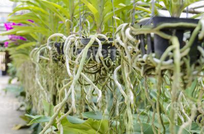 Orchid roots in pot