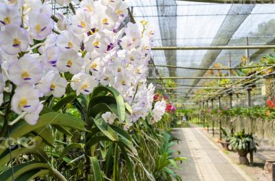 Orchid farm
