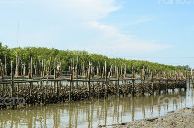 Oyster farm