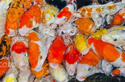 Colorful many Koi Carps fish